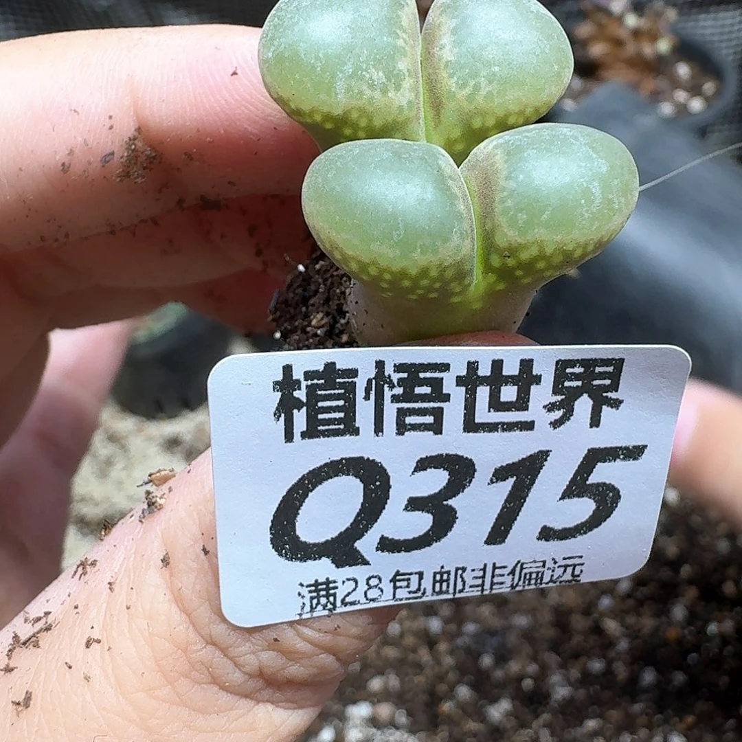 多肉植物的人生发发