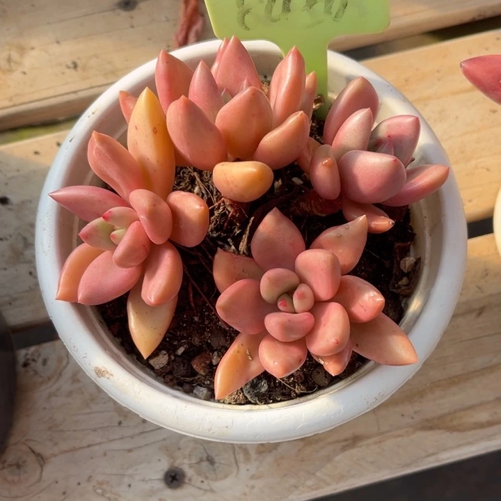 秋***月桃花源多肉植物8450