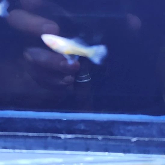 孔雀鱼31莫紫白子一对