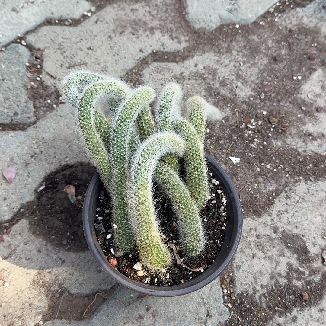 九根九尾狐多肉植物