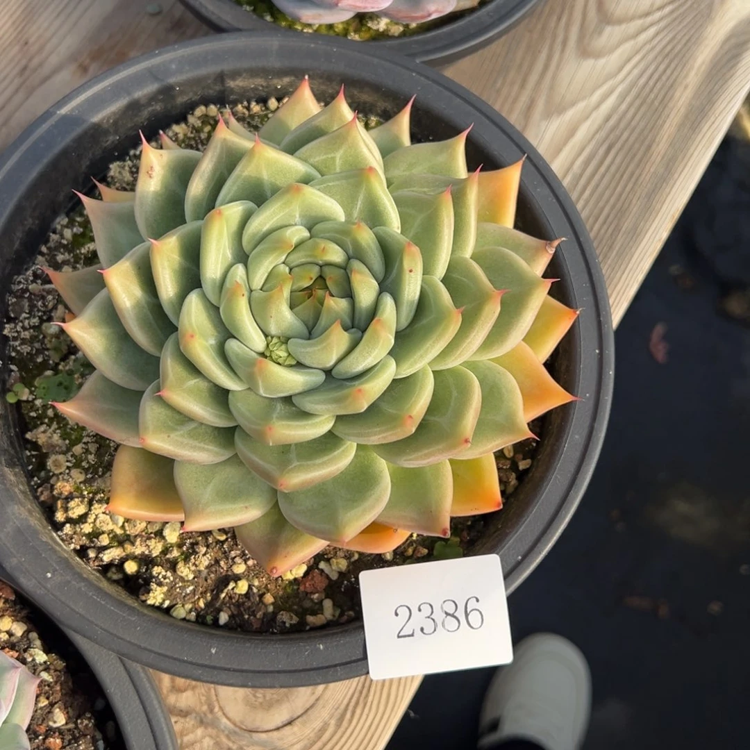 ?****惑2386肉肉肉肉肉肉