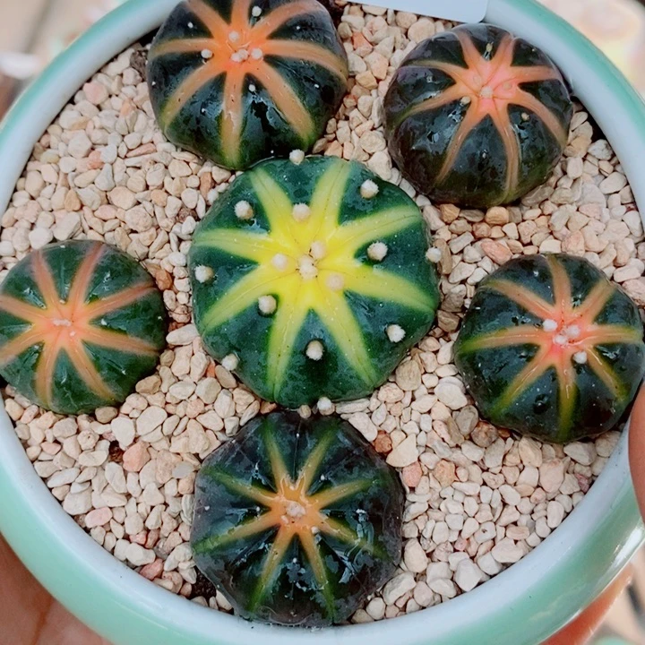 生石花花花花花花花941