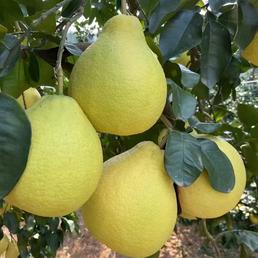 【源头产地】正宗广西容县沙田柚新鲜当季水果柚子批发白心纯甜无酸