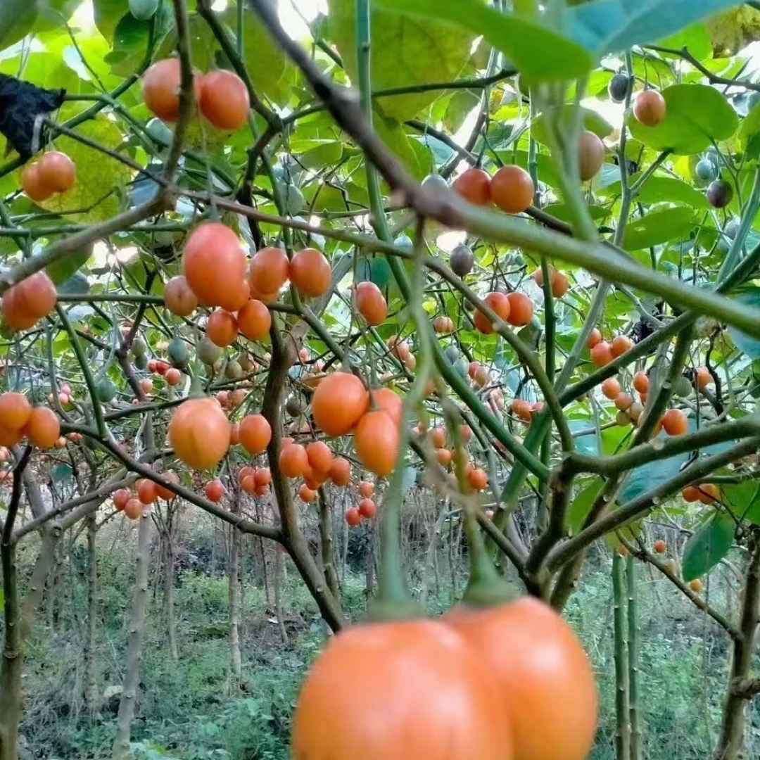 云南树番茄现摘现发酸甜可口调料生吃云南特色水果