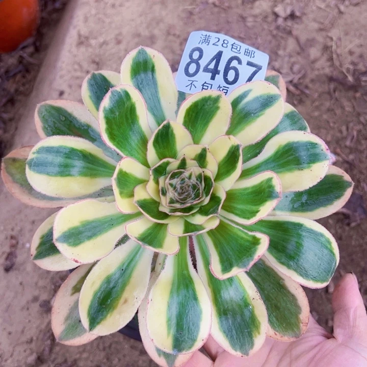 8467多肉植物法师燕姿锦