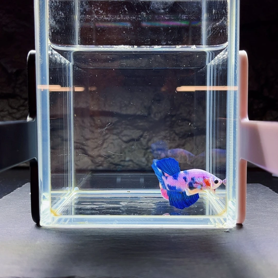 海水宙斯斗鱼竞拍09-04