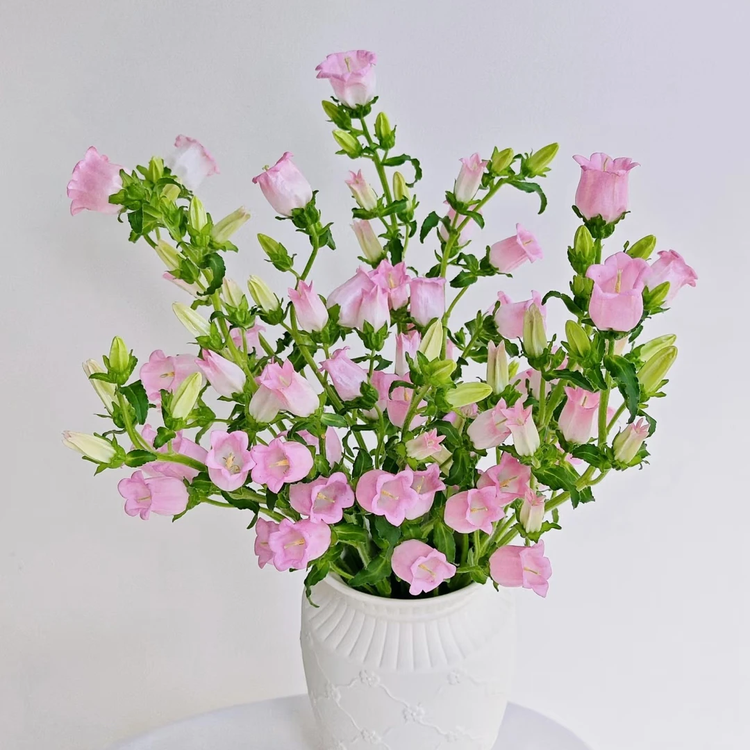 次日达《粉色风铃花一扎》鲜花批发直播任意两单升级顺丰包邮三单送随机花瓶一个今天拍明天到