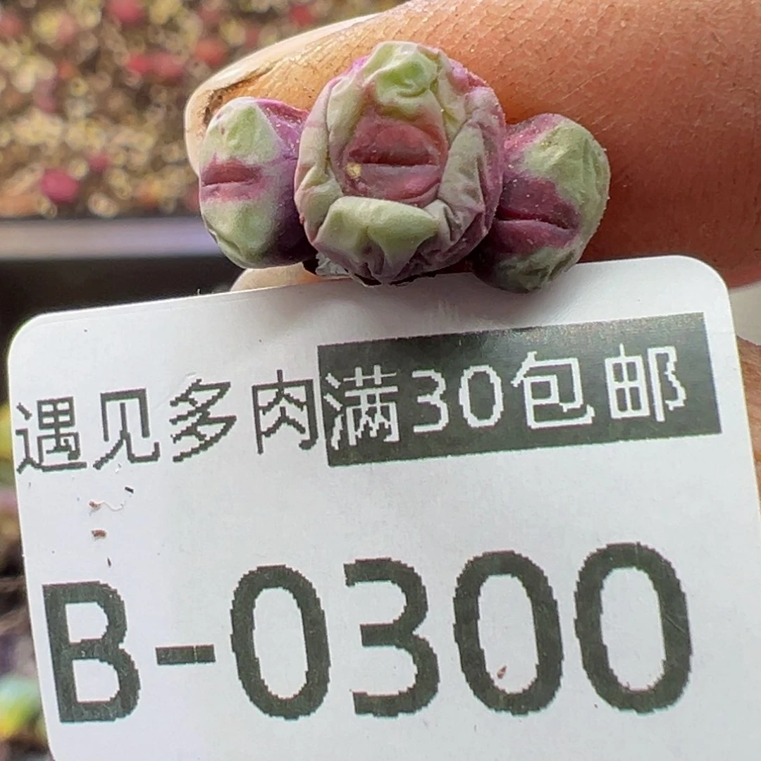 半**田多肉植物11111111111111111