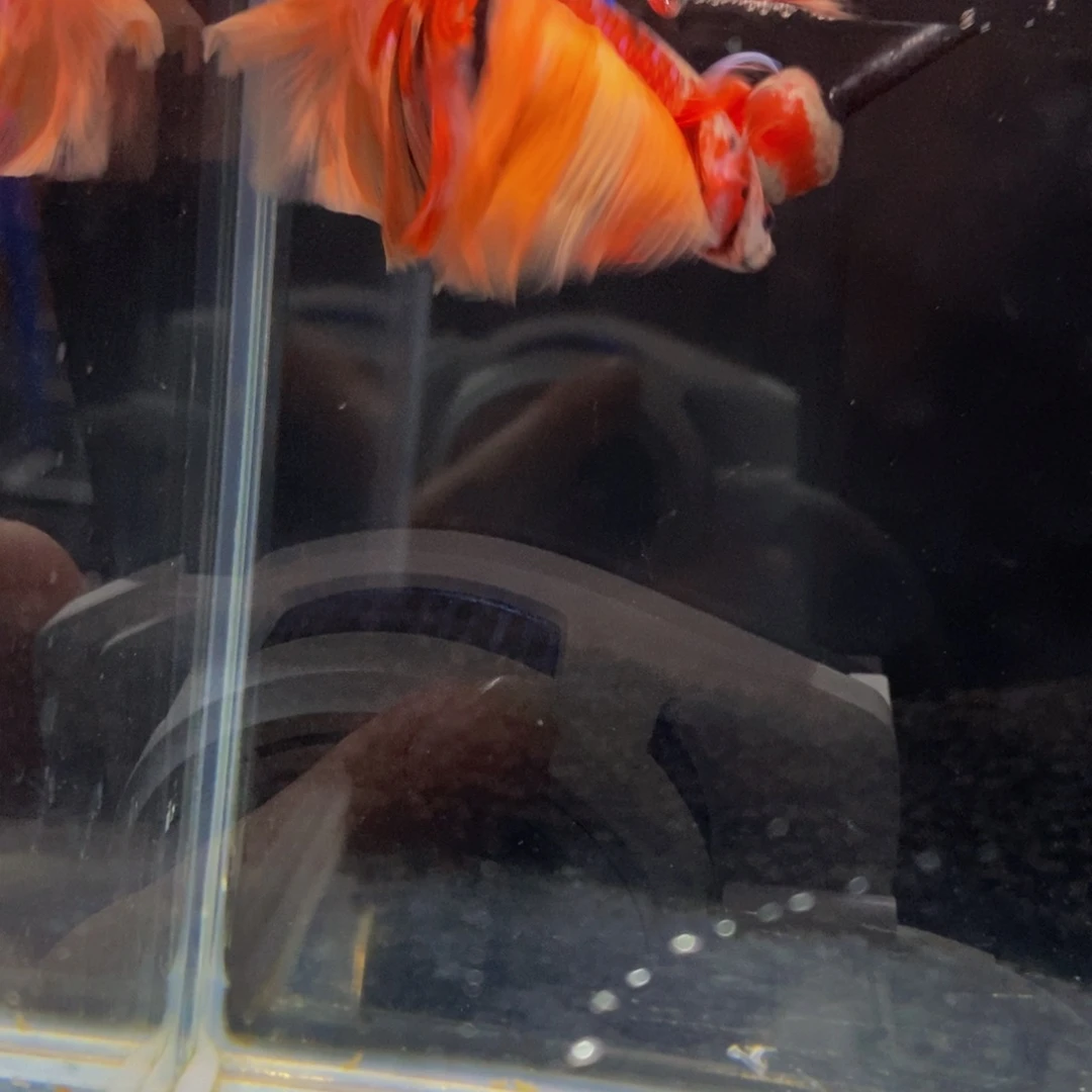 斗鱼181巨斗111111