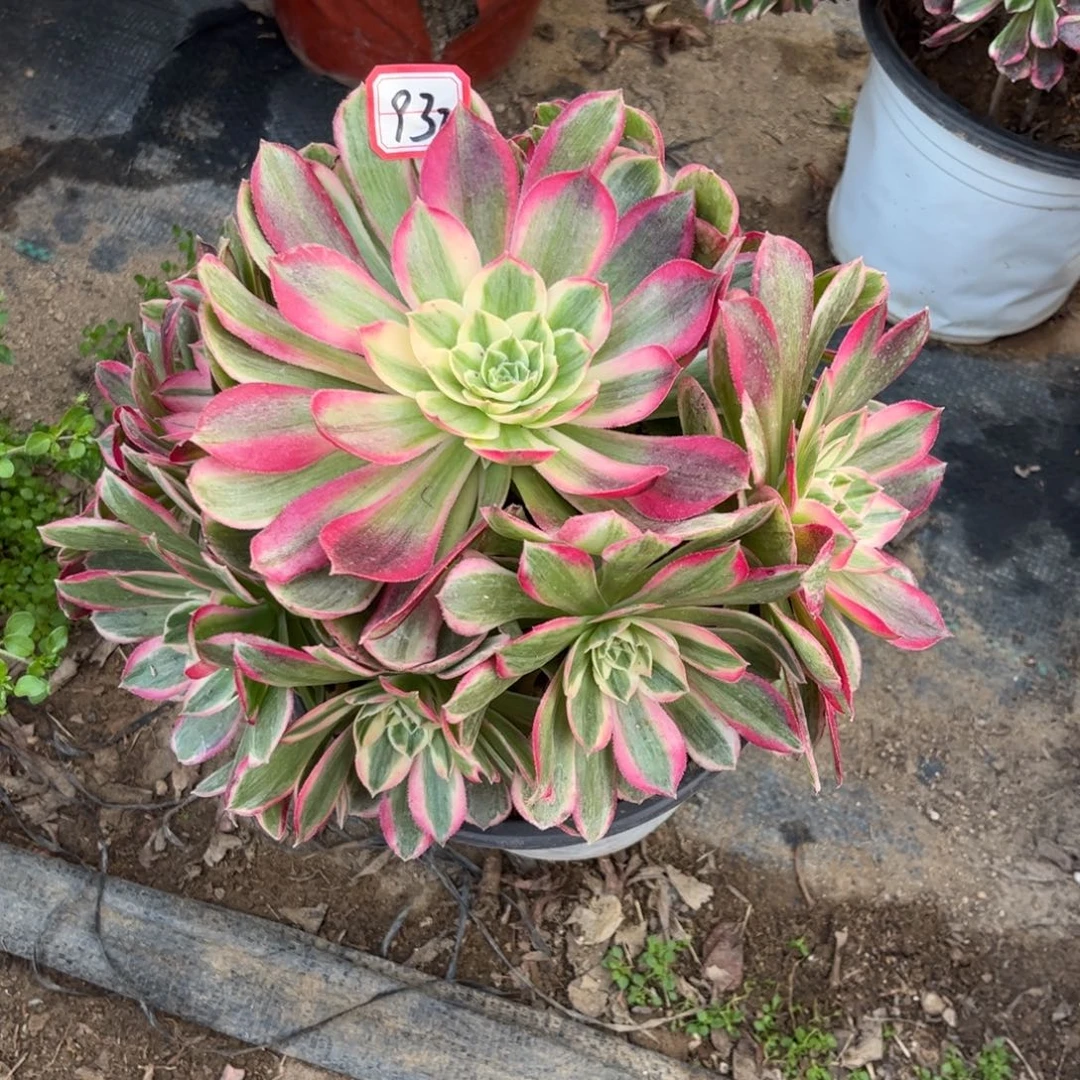 932多肉植物孔雀翎