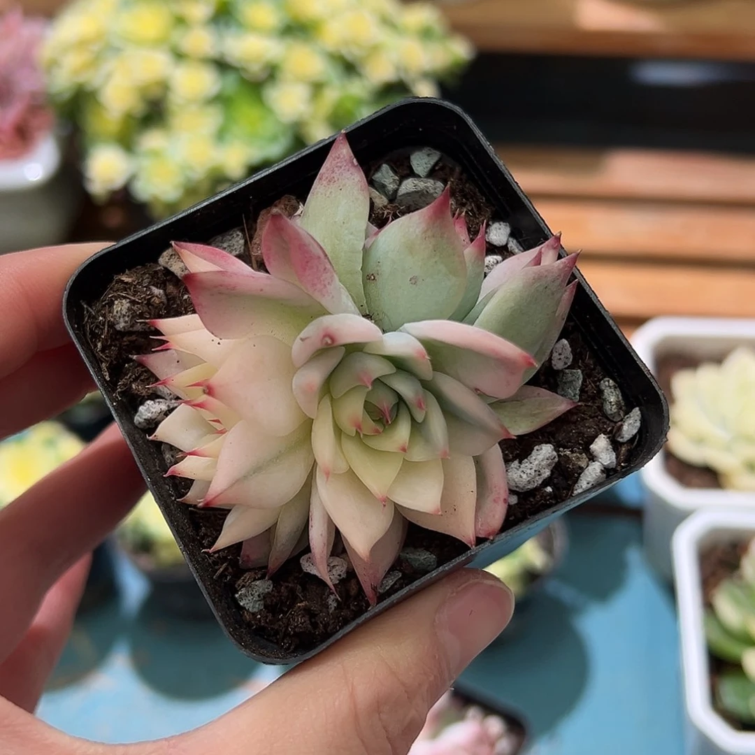 ?***星吉娃娃锦，一体三色