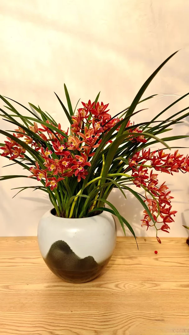 【红双喜】兰花盆栽绿植年宵花带花苞花期长清香一物一拍