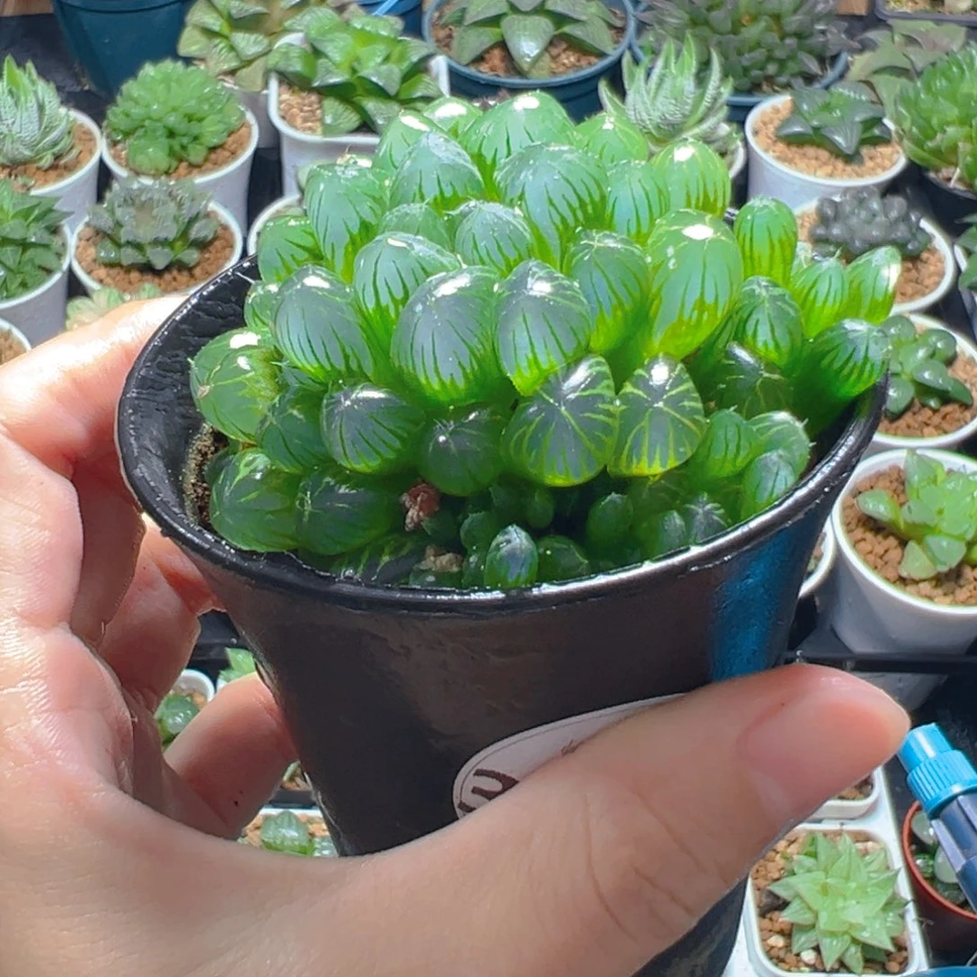 3820多肉植物一颗
