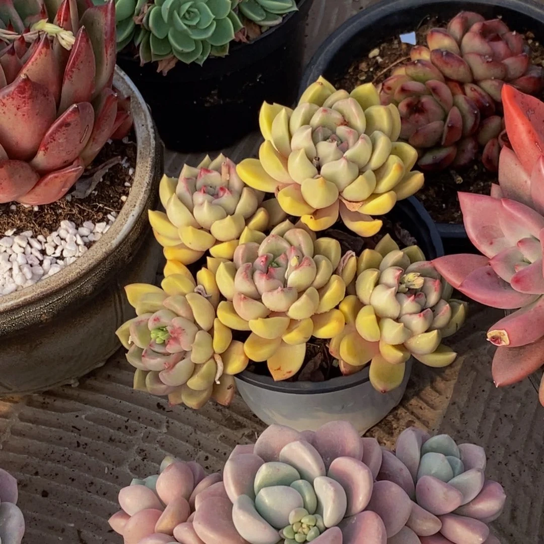 夏*48包邮一物一拍多肉植物