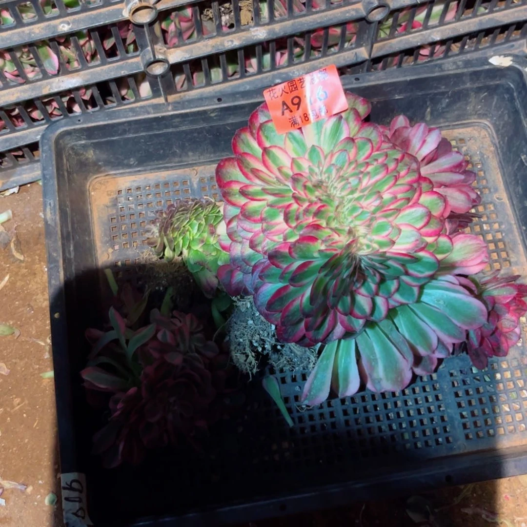 组合916多肉植物