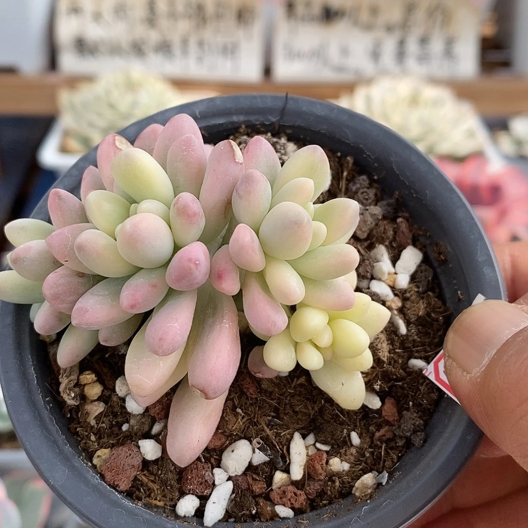06169 星黛露覆轮锦 4 头自然群