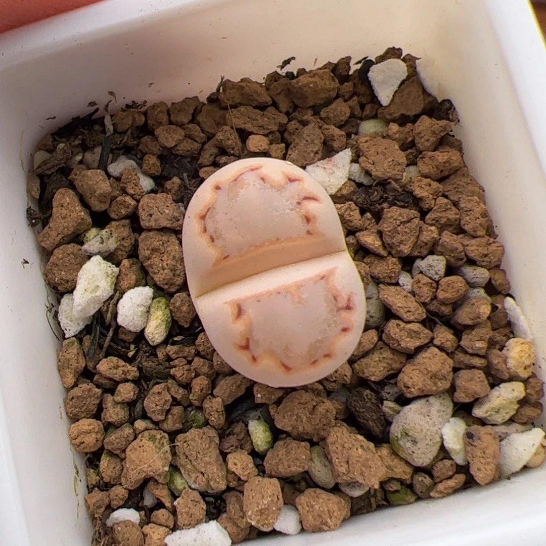 0469号饼干 多肉植物