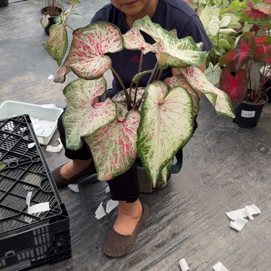 无花朵胡椒薄荷078