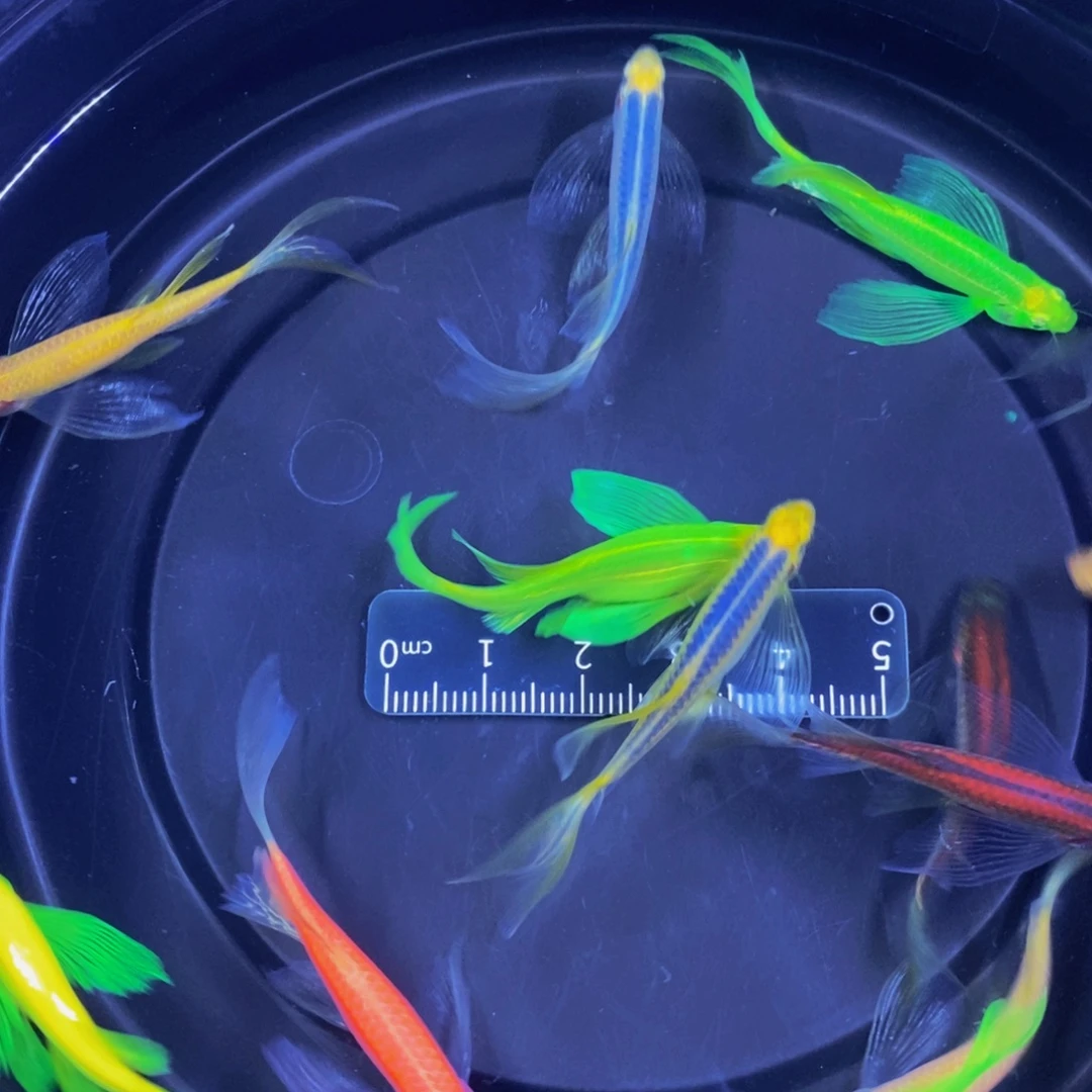 斑马鱼蝶翼斑马4厘米以上12条