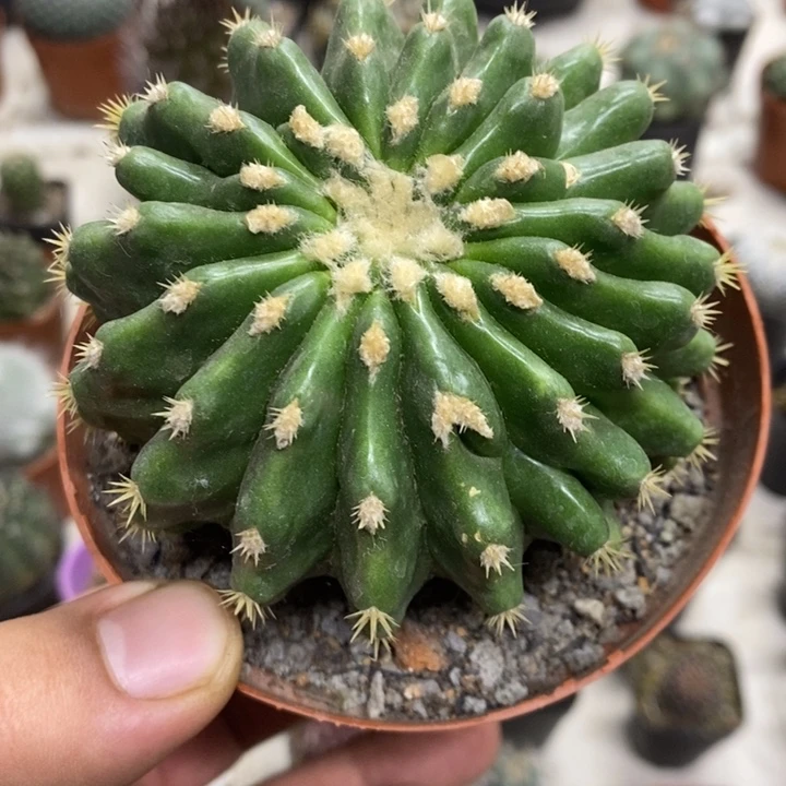 裸虎特价福利包邮