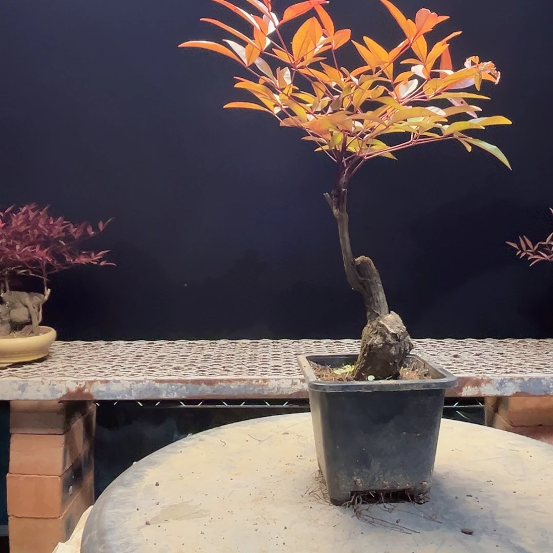 不开花植物0000015
