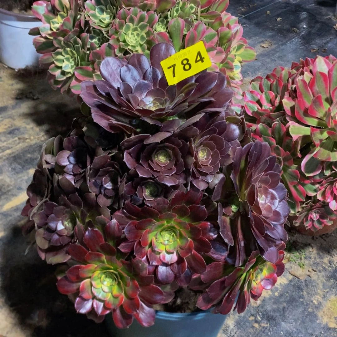 知**乐多肉0000784荷兰玫瑰