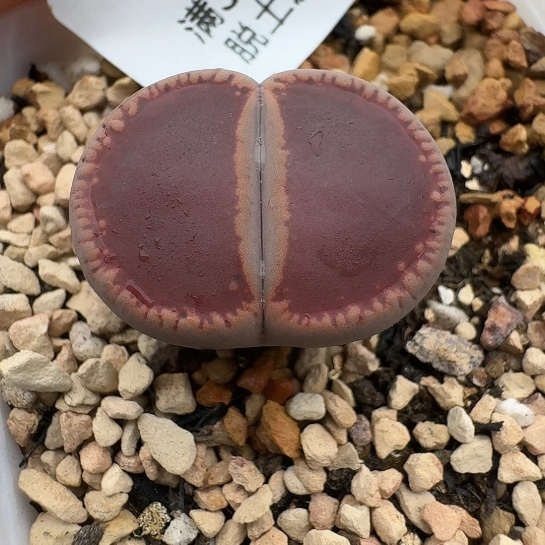 850多肉哈哈哈哈哈哈哈哈