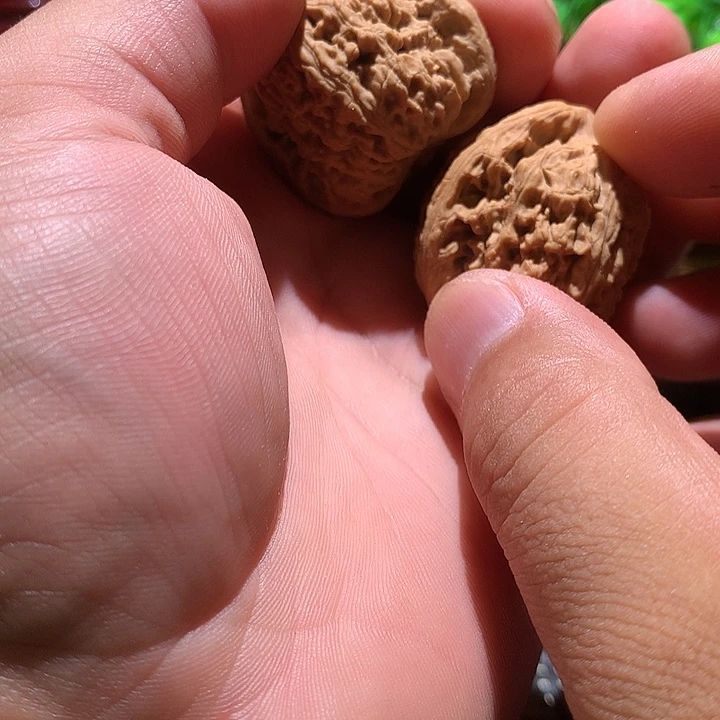 南***寒涿鹿姜黄皮南将石