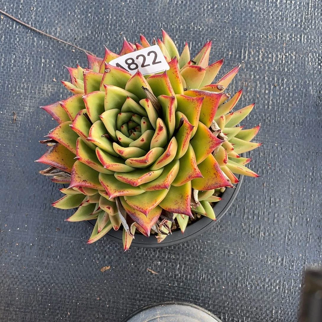 若如东云单拍A822