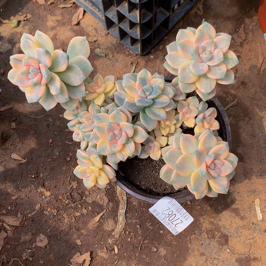 彼***露      美杏锦27082