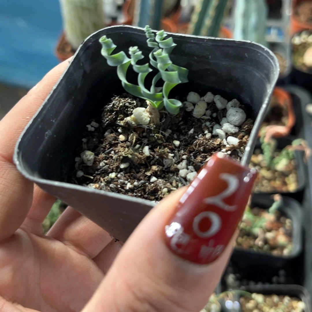 贵妃弹单头发货有根发货