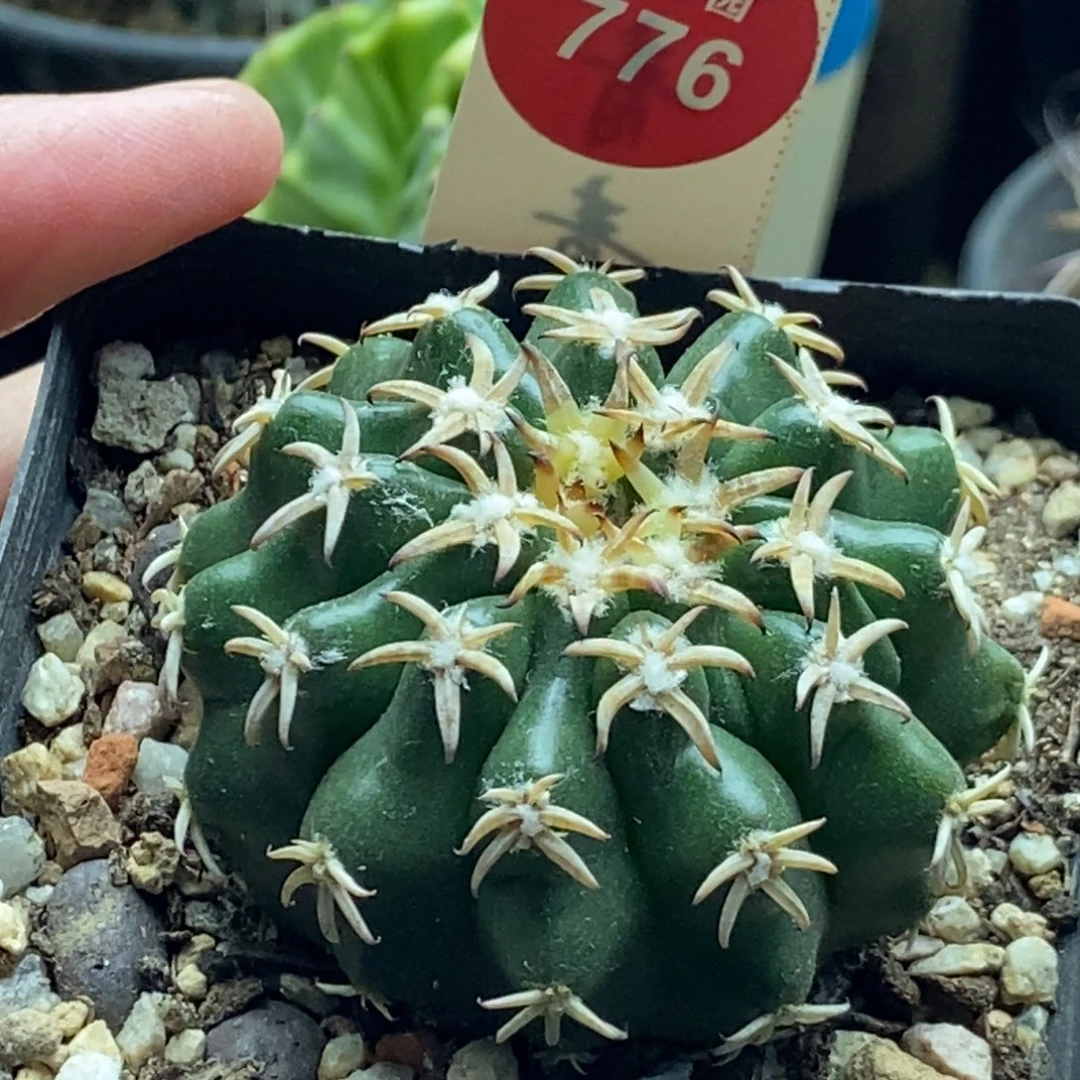 实生豪刺猫爪圆盘4.8cm