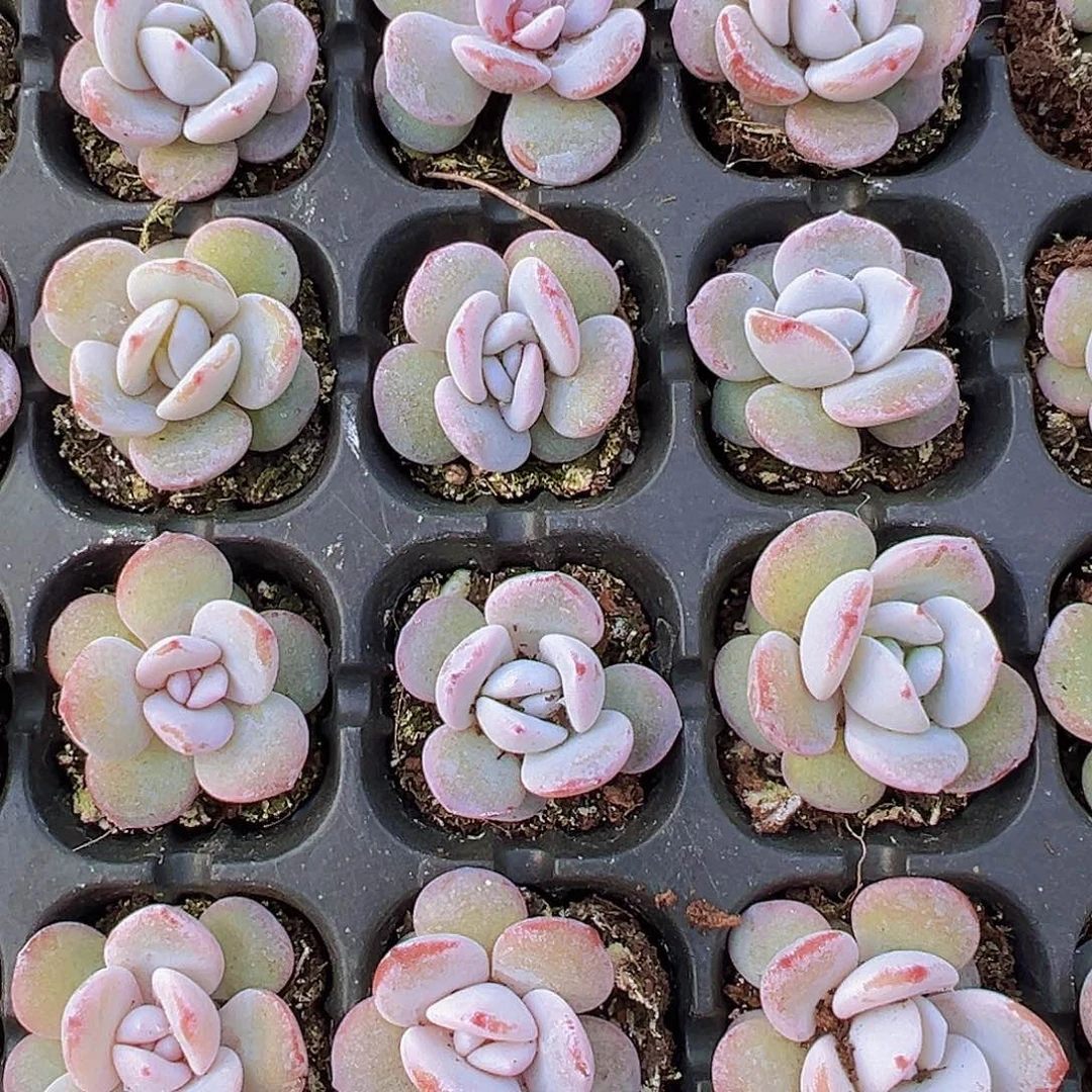 雪莲苗5颗19包邮多肉