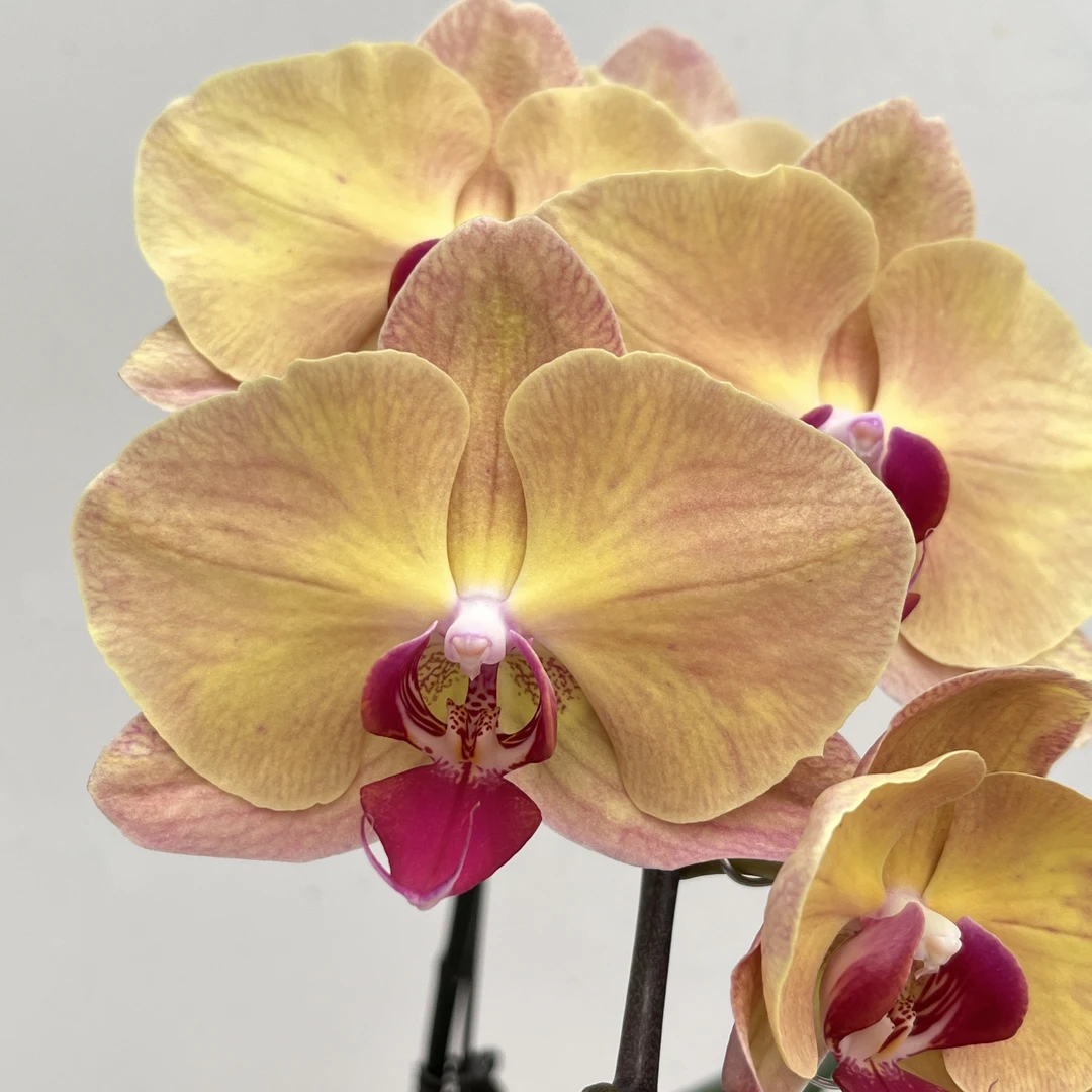 蝴蝶兰《金钻石】 高端花卉 送礼乔迁 好养耐养碧绿爆根 新手好养