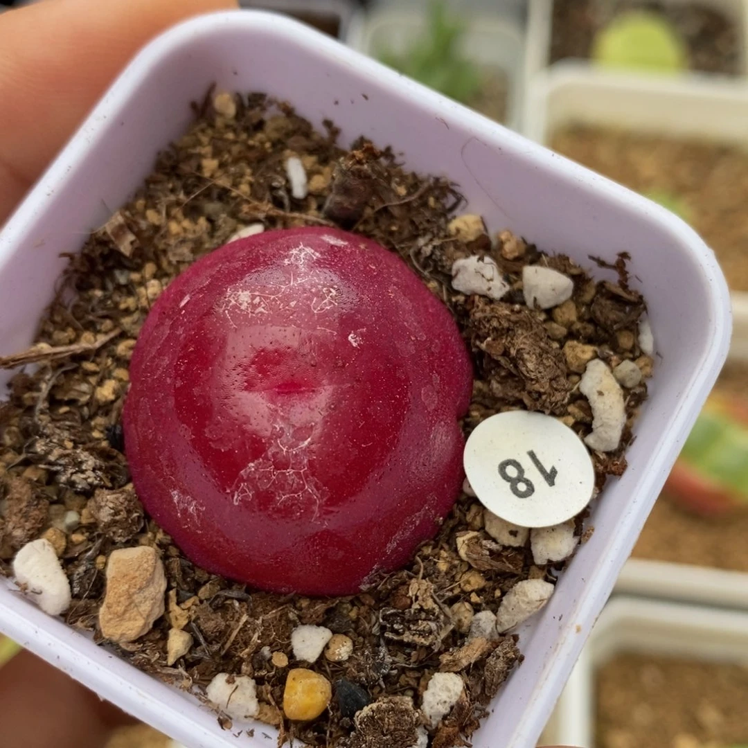 灯泡带盆2.7-3cm多肉植物18
