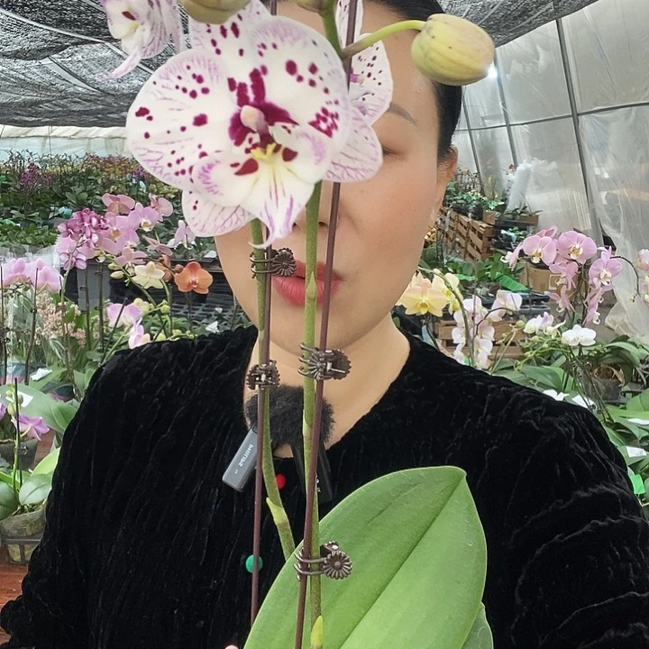 无花朵再见萤火虫蝴蝶兰