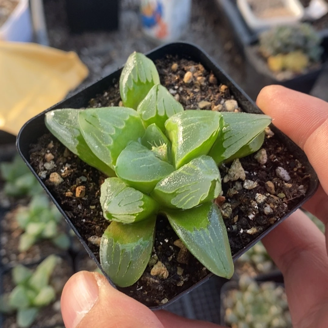 十二卷冰城一颗 整点福利