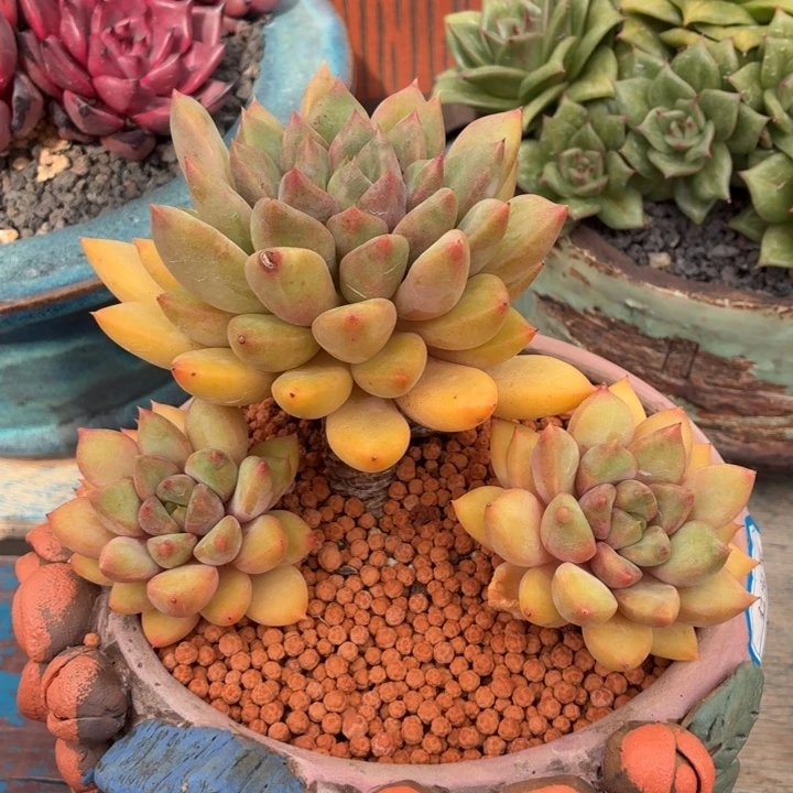 多肉植物 红象牙-4