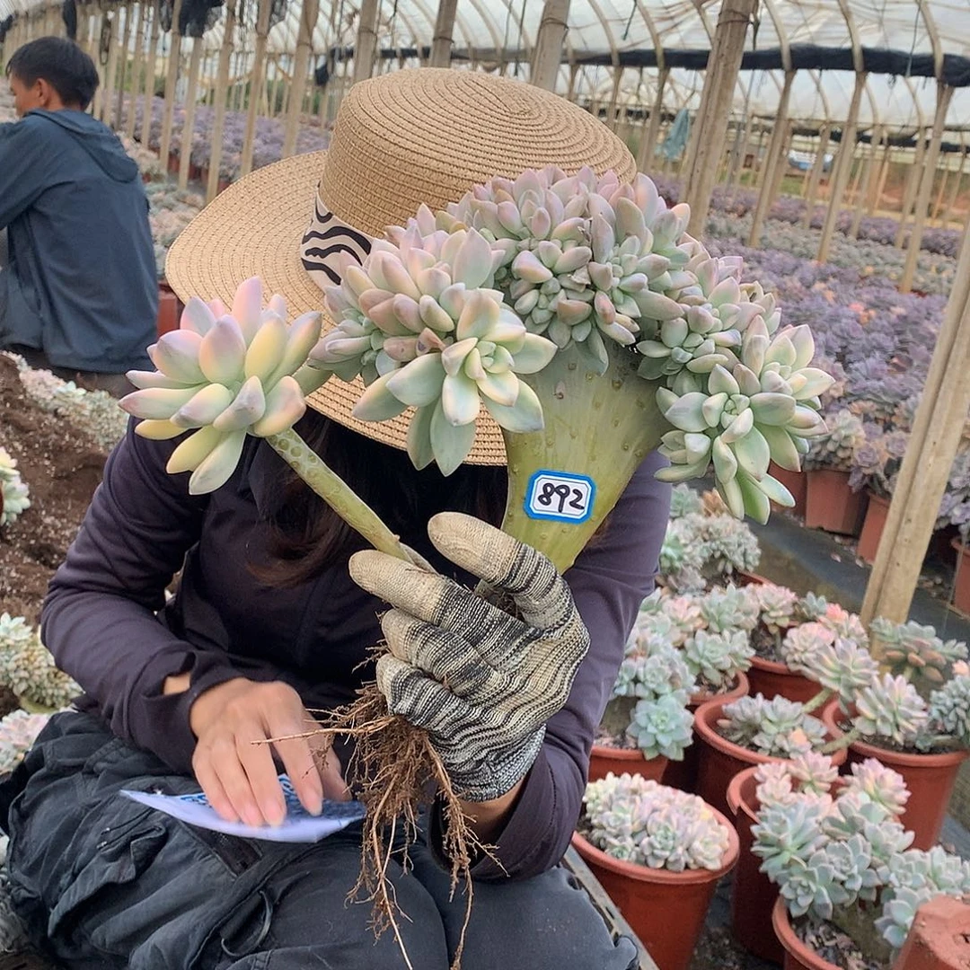 892 淡雪锦缀化 一物一拍