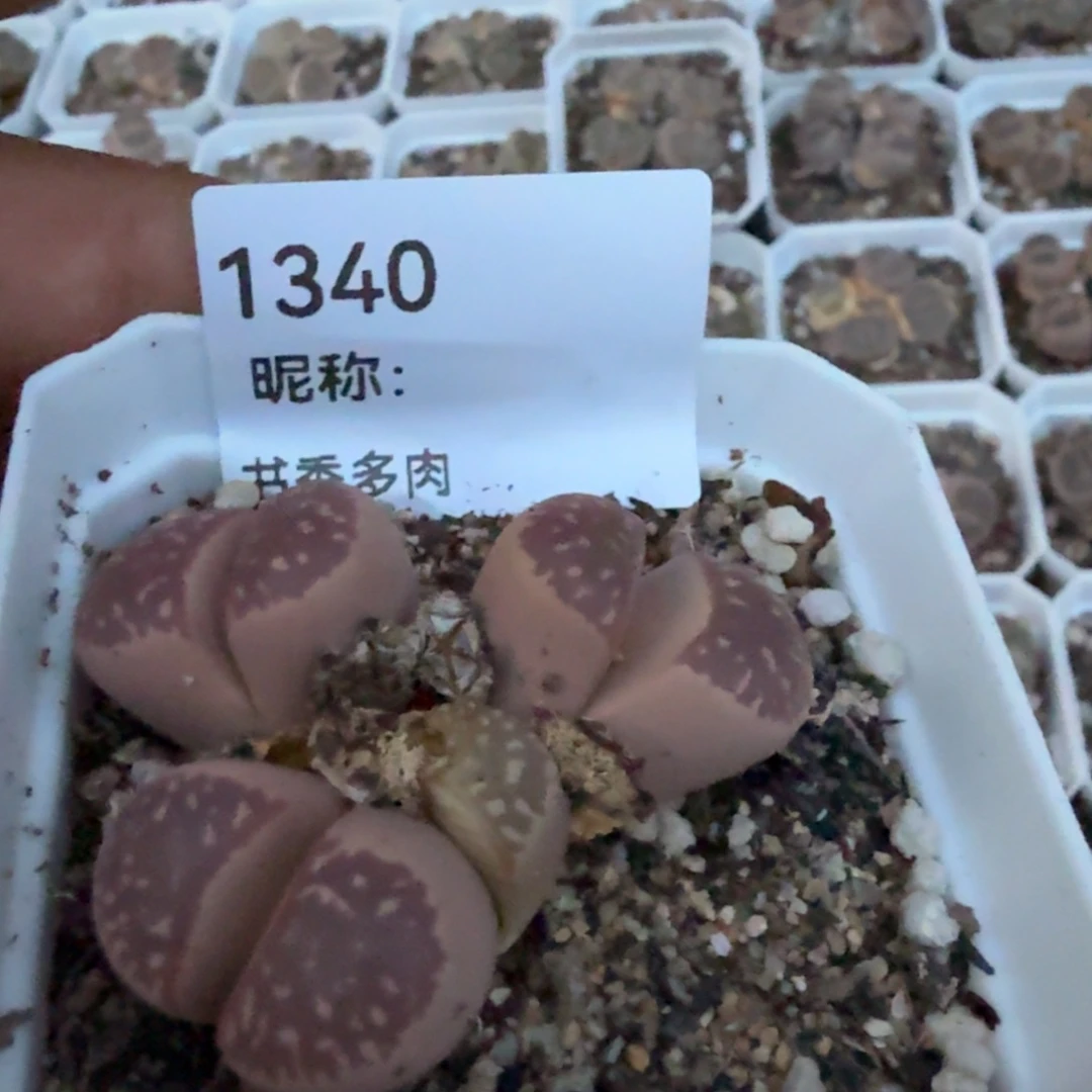 E***m多肉植物多肉植物