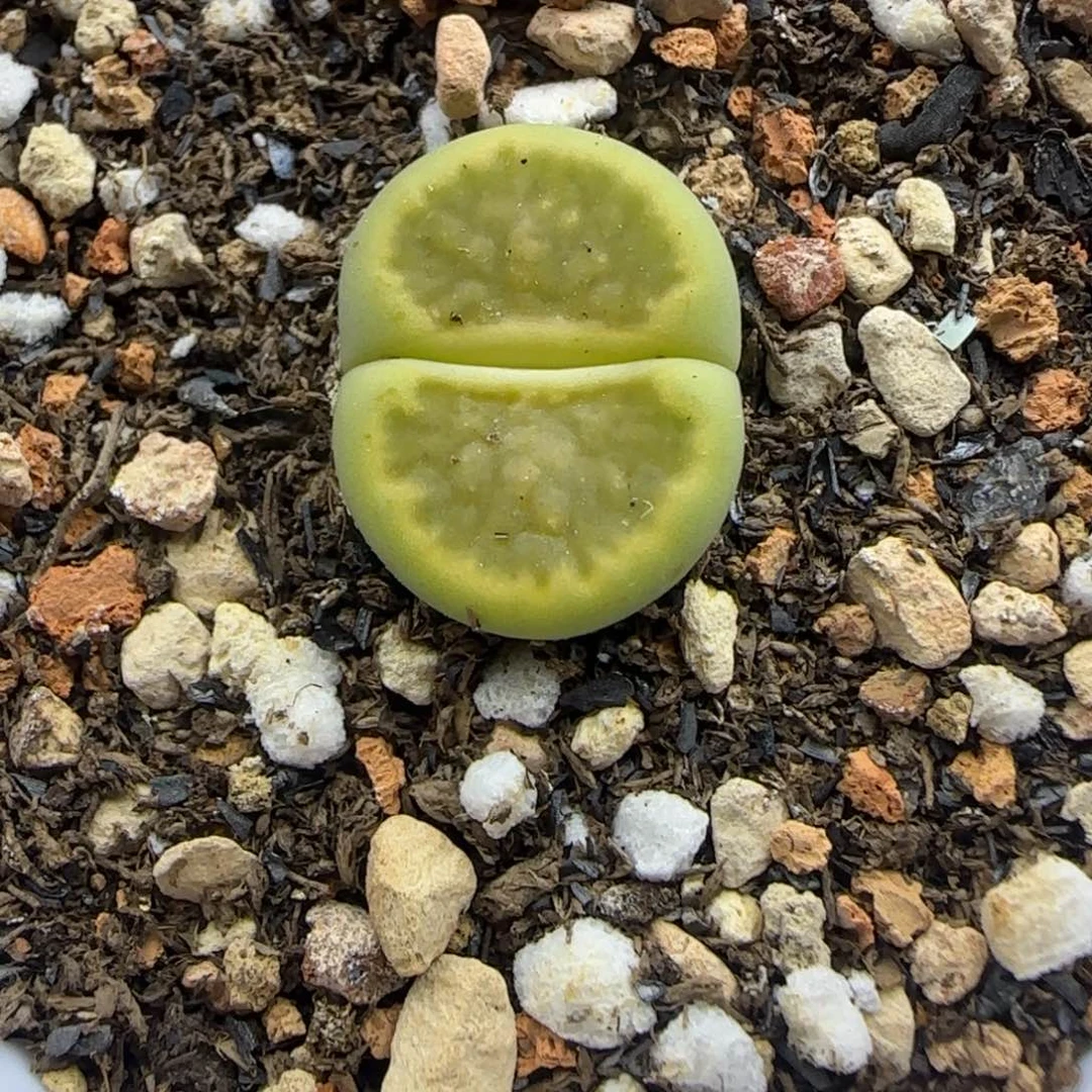 744 开播福利生石花大棚直播