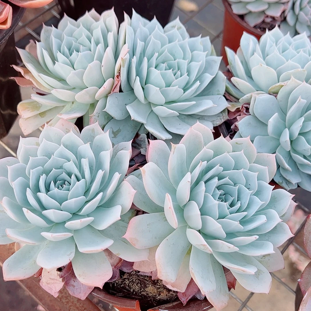 薄叶蓝鸟双头起发精品