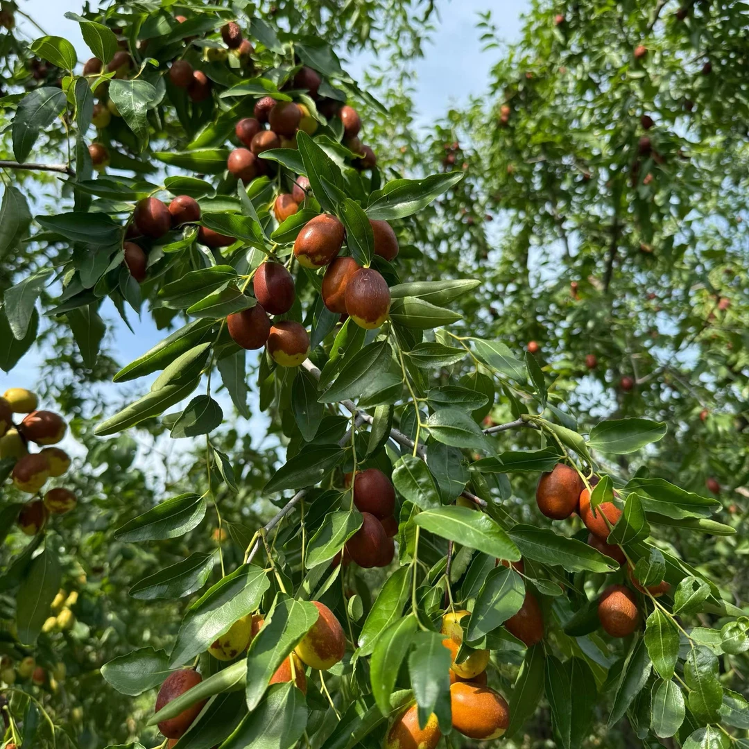 沧州特产金丝小枣鲜枣（有糖心介意勿拍）五斤净重保鲜盒加冰袋