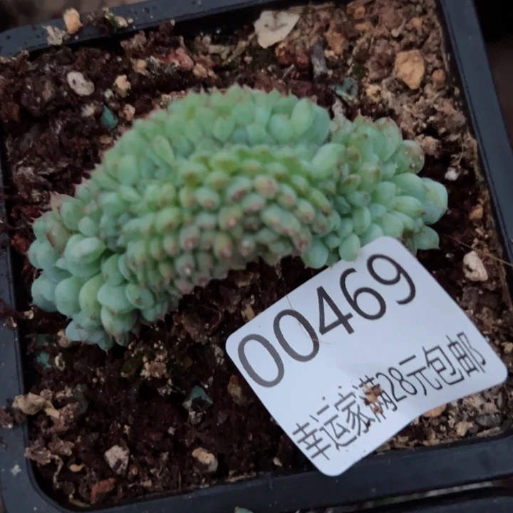 幸运的是我的朋友是