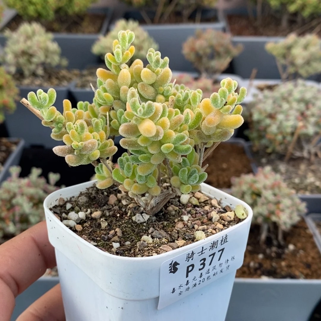 王****】377冰晶杂枝干番杏