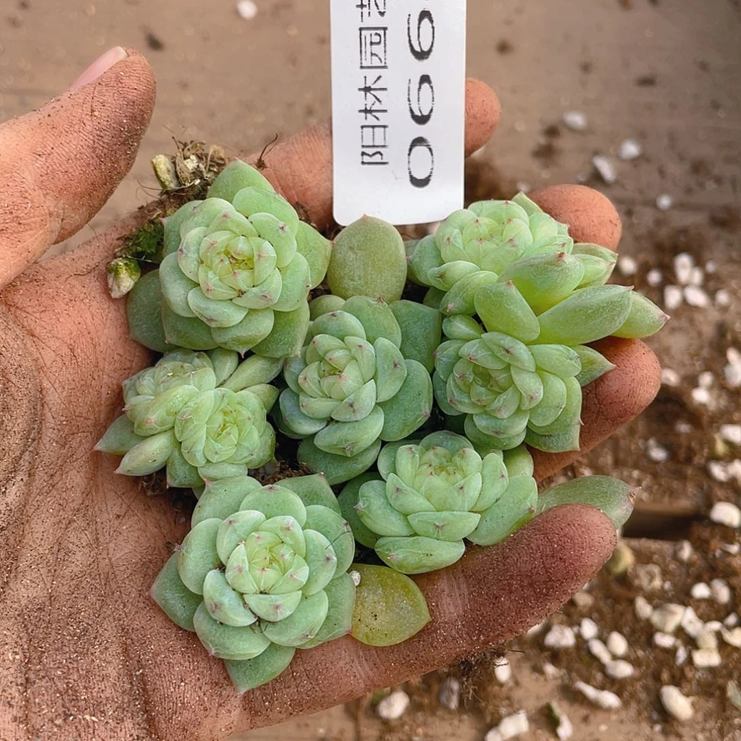 多肉植物多肉植物664