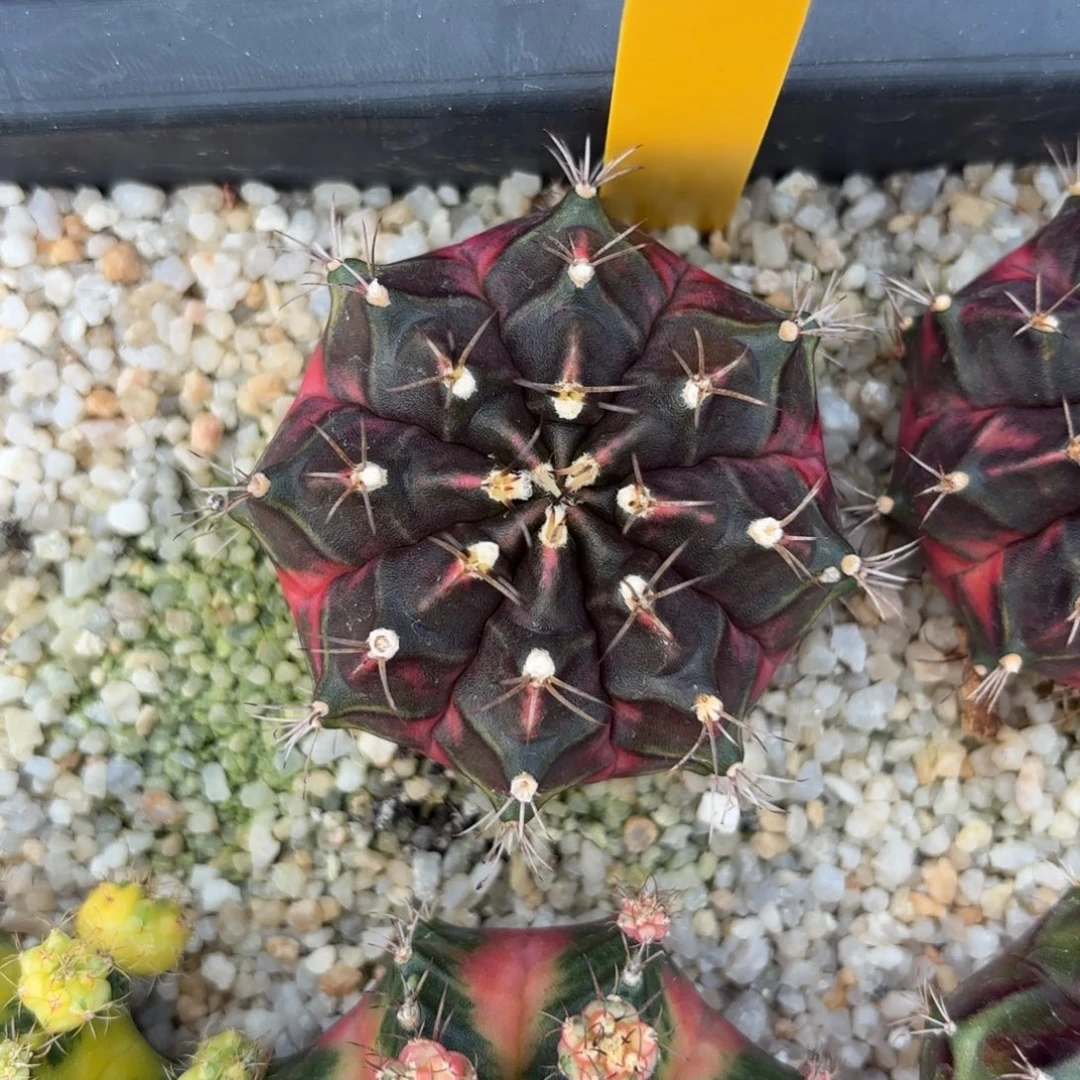 L508-1212泰国发货 秋天