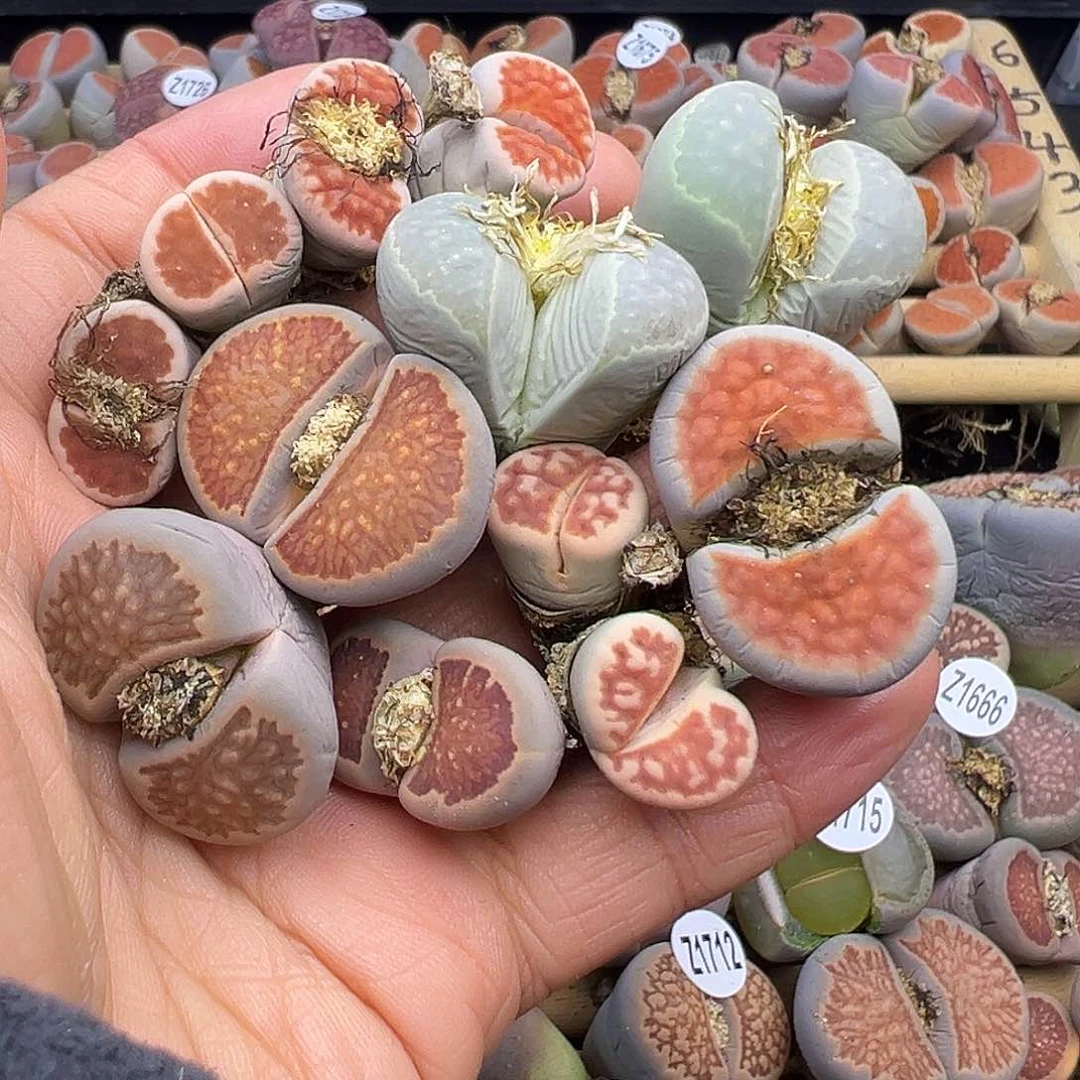 1730 有伤长腿生石花清货不售后