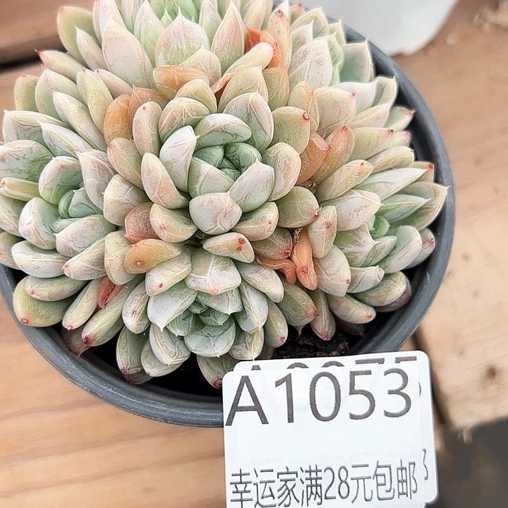 幸运的是我的朋友们