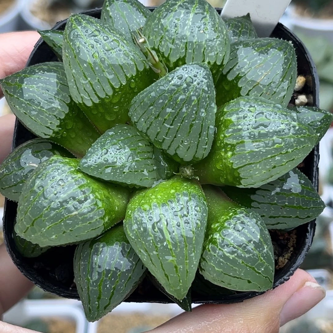 41亲指姬福利专场